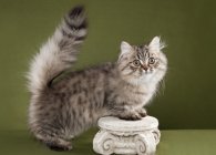 Манчкин – кошка с короткими лапами