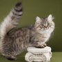 Манчкин – кошка с короткими лапами