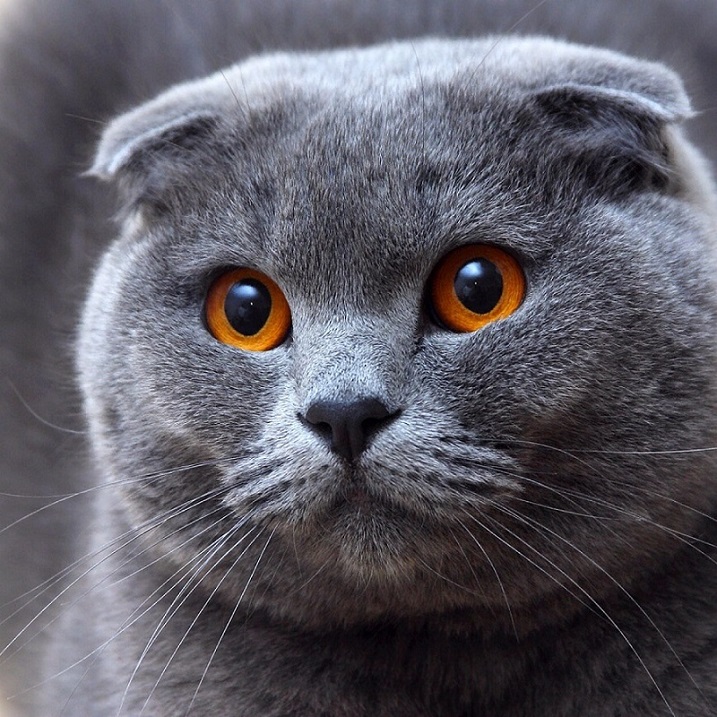 сколько стоит шотландская вислоухая кошка в россии