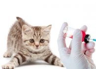 Инактивированные вакцины для кошек