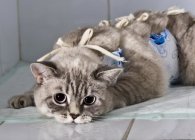 Как стерилизуют кошек
