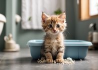 Приучение котенка к лотку: полезные советы и рекомендации