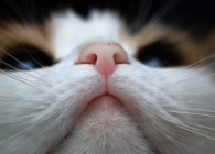Мокрый нос у кошки