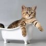 Как часто мыть кошку