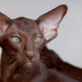 Кошки с большими ушами
