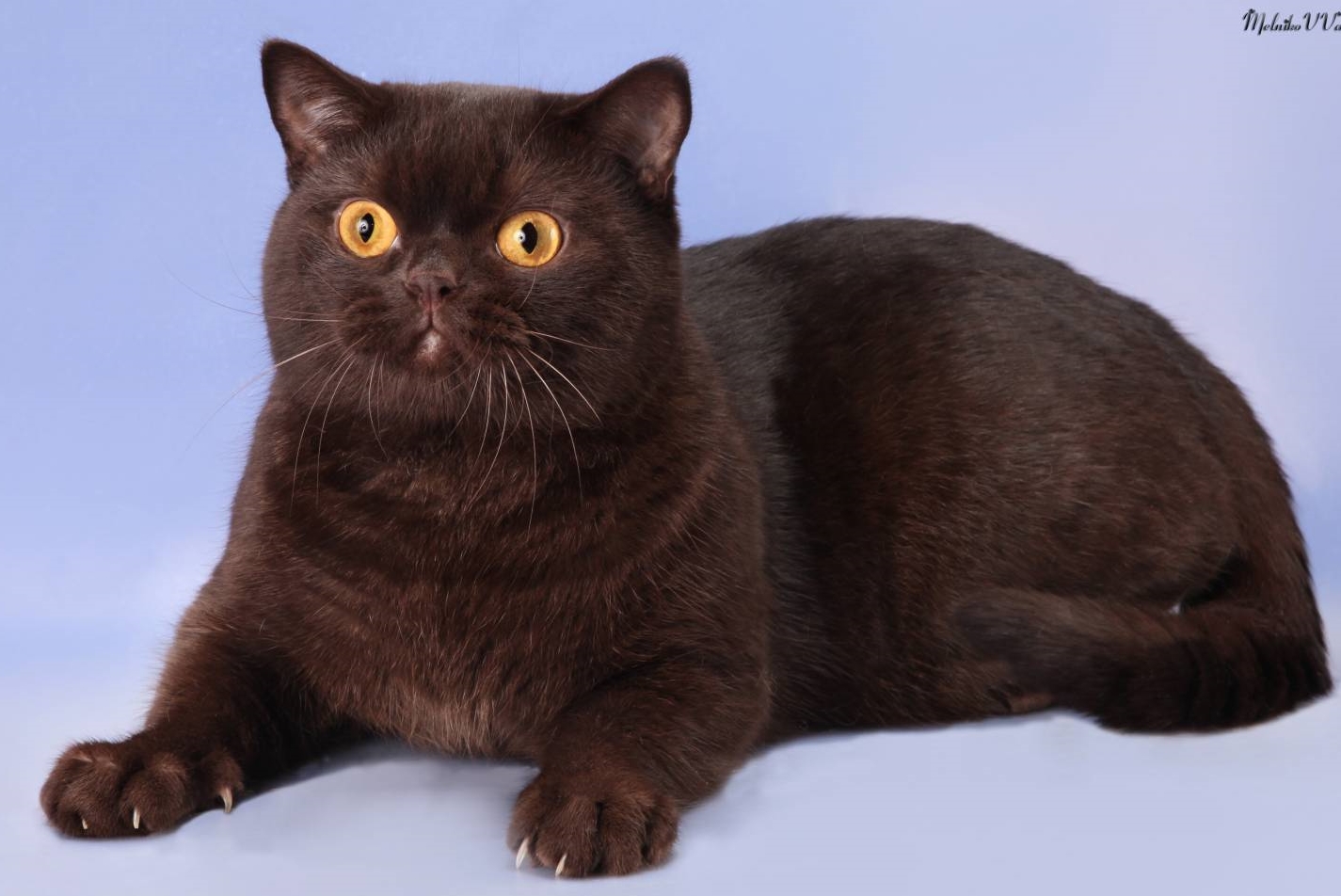 Британская порода кошек с фото, британская короткошерстная кошка
