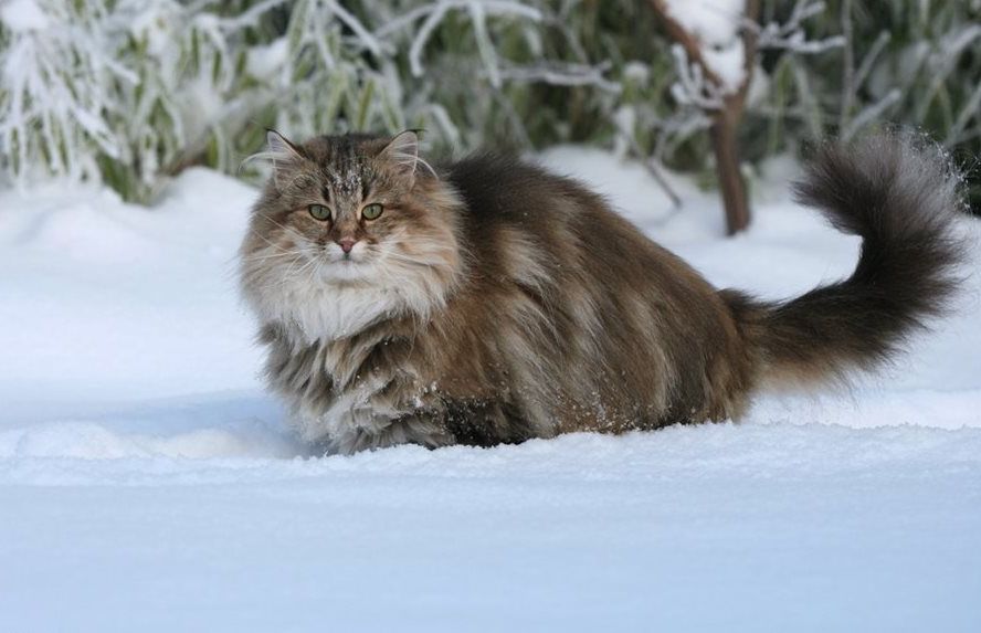 Норвежская лесная кошка