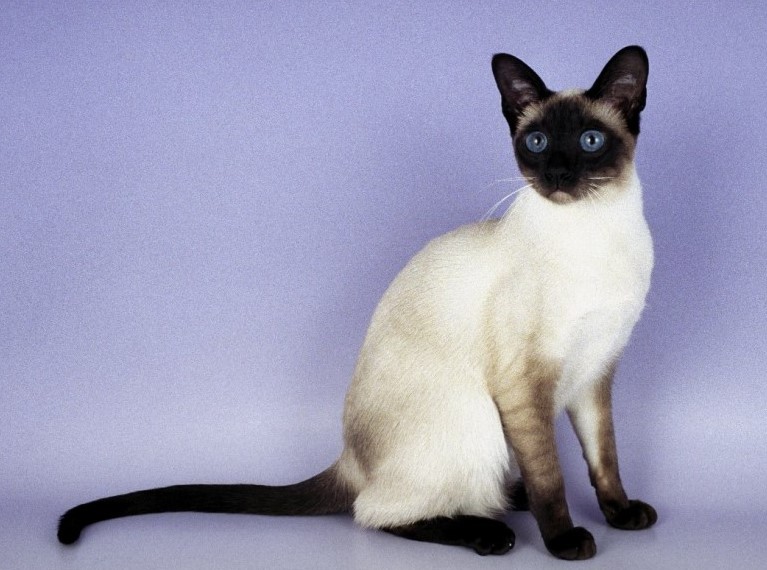 сиамская кошка стандарт породы