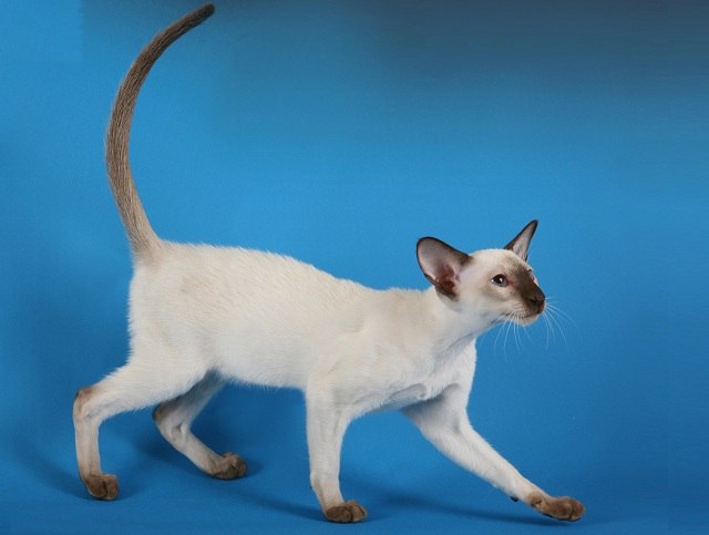 сиамская кошка стандарт породы