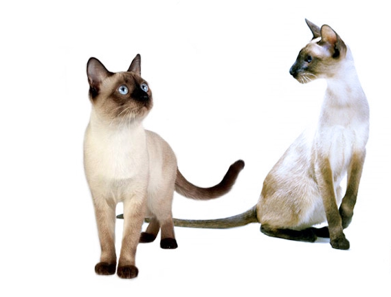 Признаки тайской породы кошек