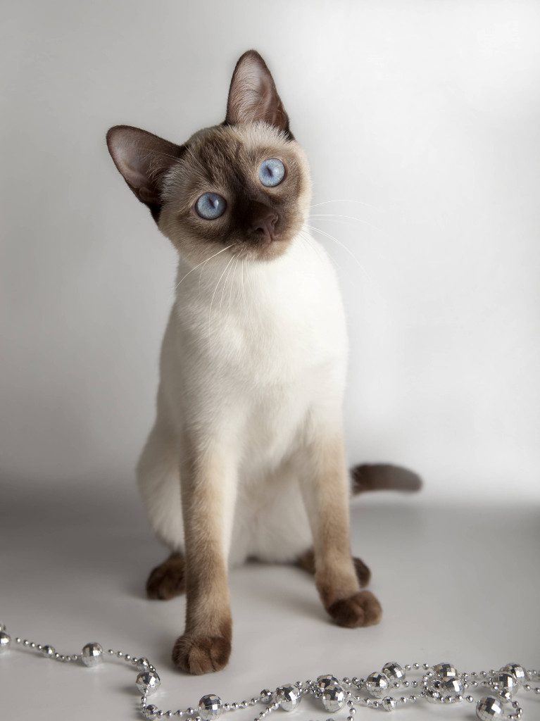 Тайская сиамская порода кошек характер