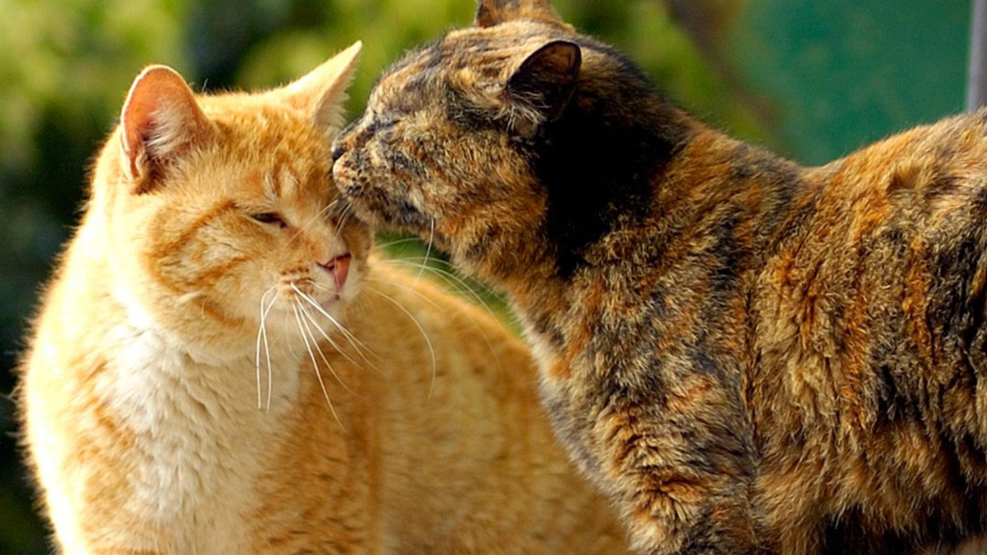 Друг кисы. Кошки. Кошачья любовь. Кот и кошка. Кошки фото.