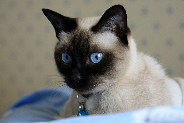 Сиамская тайская кошка описание породы и характера thumbnail