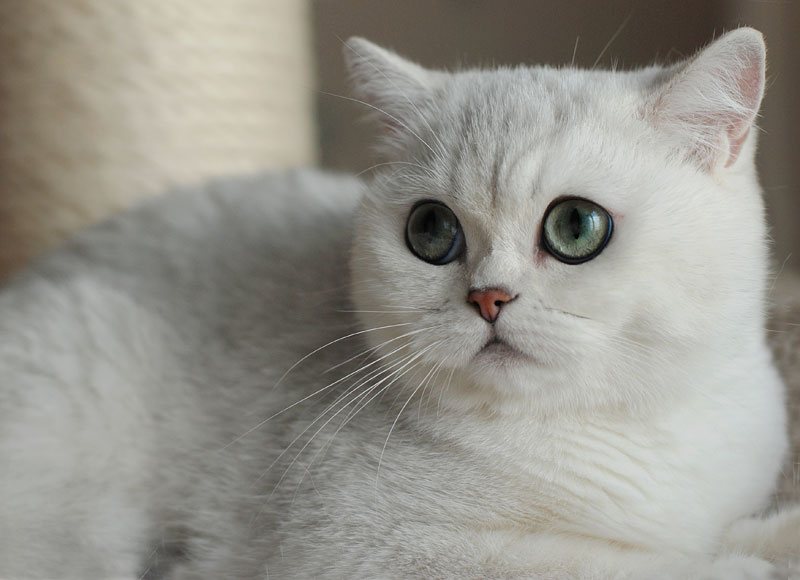 Кошка британская шиншилла описание породы характер