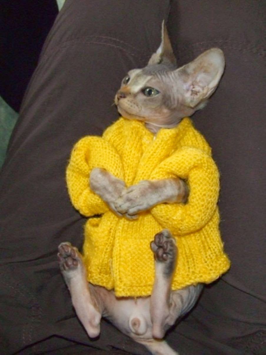 Одежда для кошек своими руками, выкройки одежды для кошек, платья - как сшить