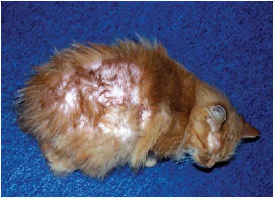 Лечение паразитарного дерматита у кошек