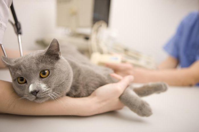 Каким препаратом сбить температуру у кошки