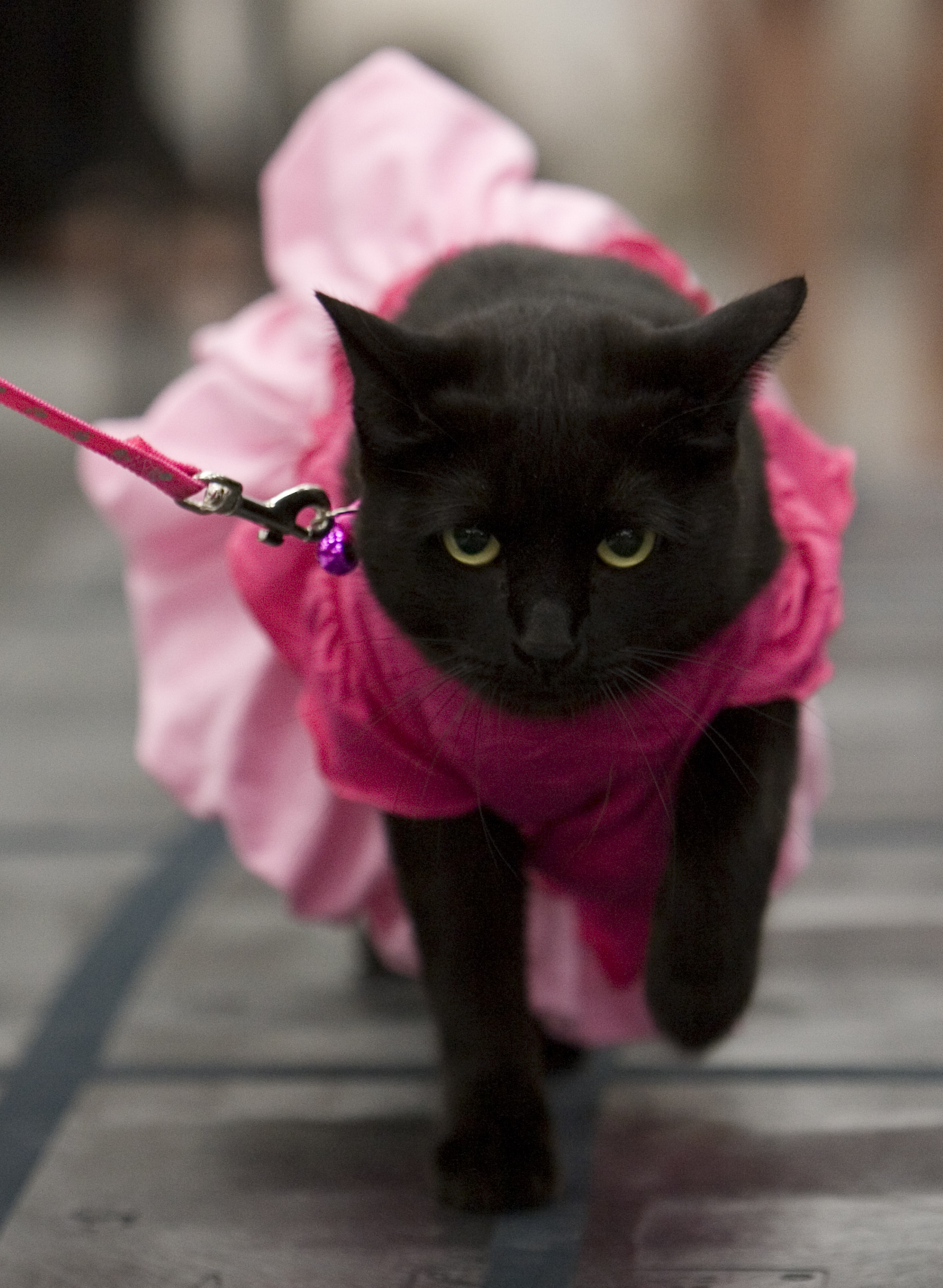 Всякие кошечки. Розовая кошка. Розовый котик. Наряды для кошек. Кошка в платье.