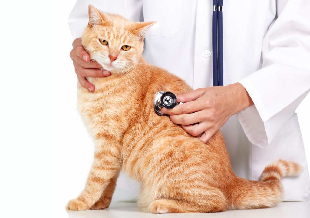 Лечение паразитарного дерматита у кошек