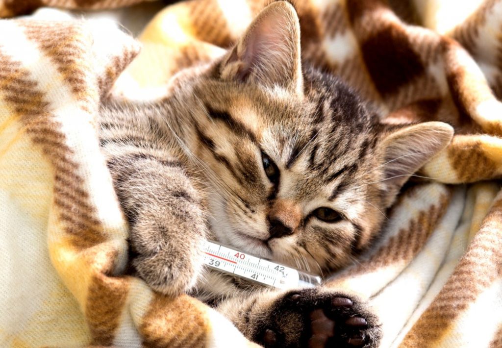 Какими препаратами сбить температуру у кошки
