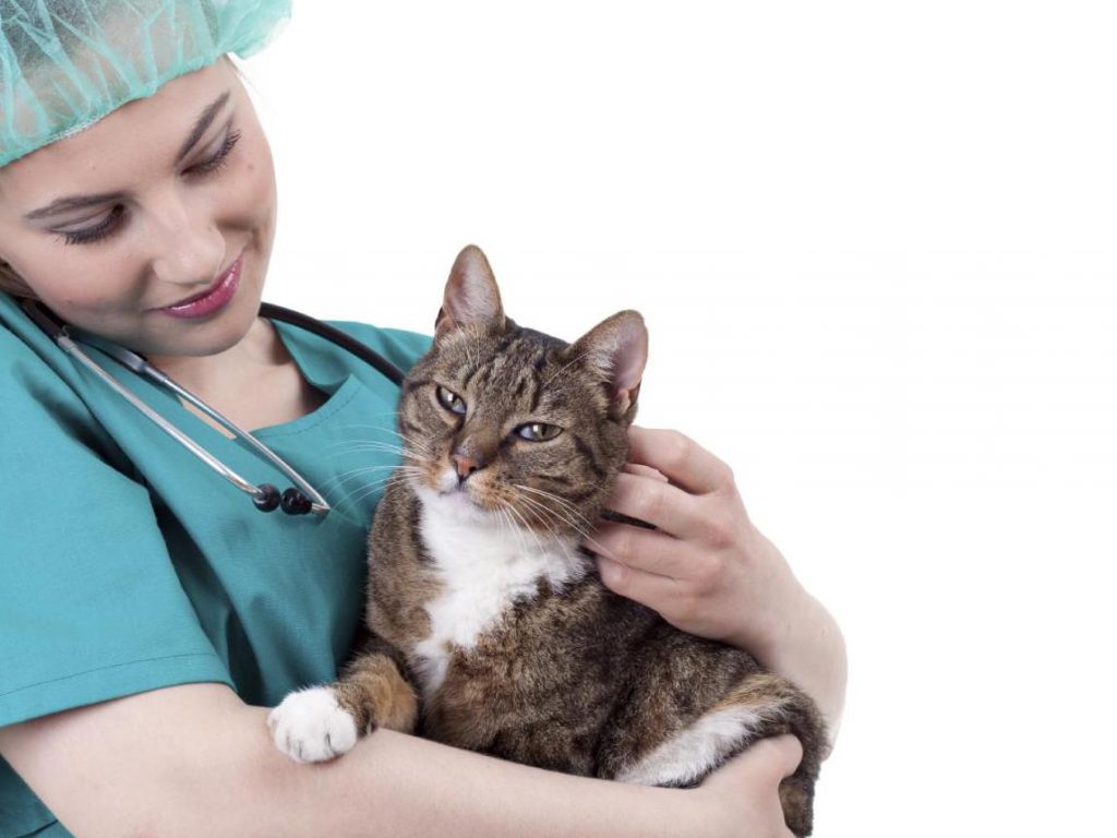 Какими препаратами сбить температуру у кошек