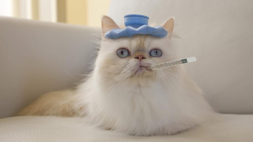 Какими таблетками сбить температуру у кошки