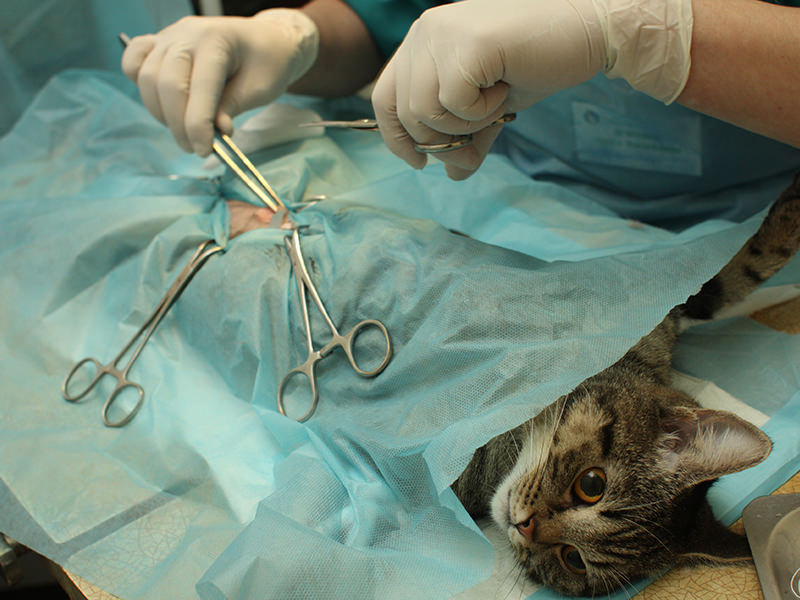 Каким образом стерилизуют кошку