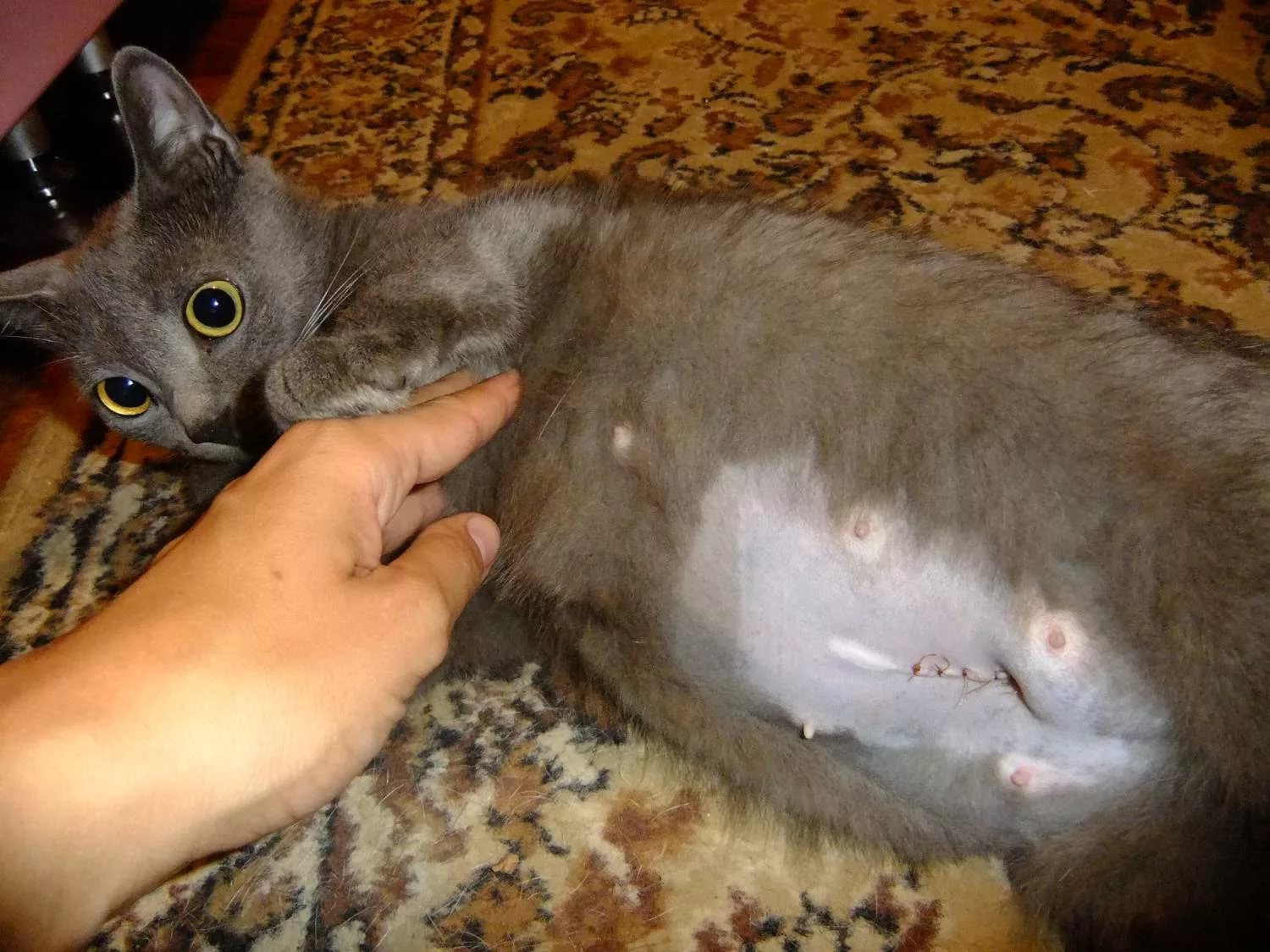 Через неделю 21. Стерилизация кошки шов. Шов после стерилизации кошки.