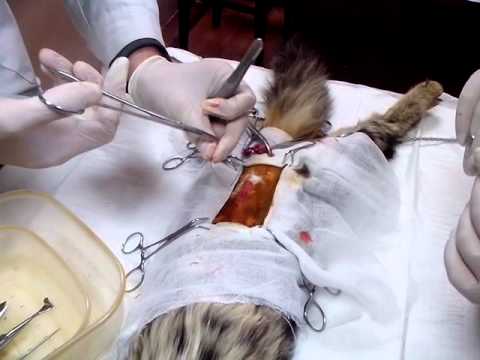Каким образом стерилизуют кошку