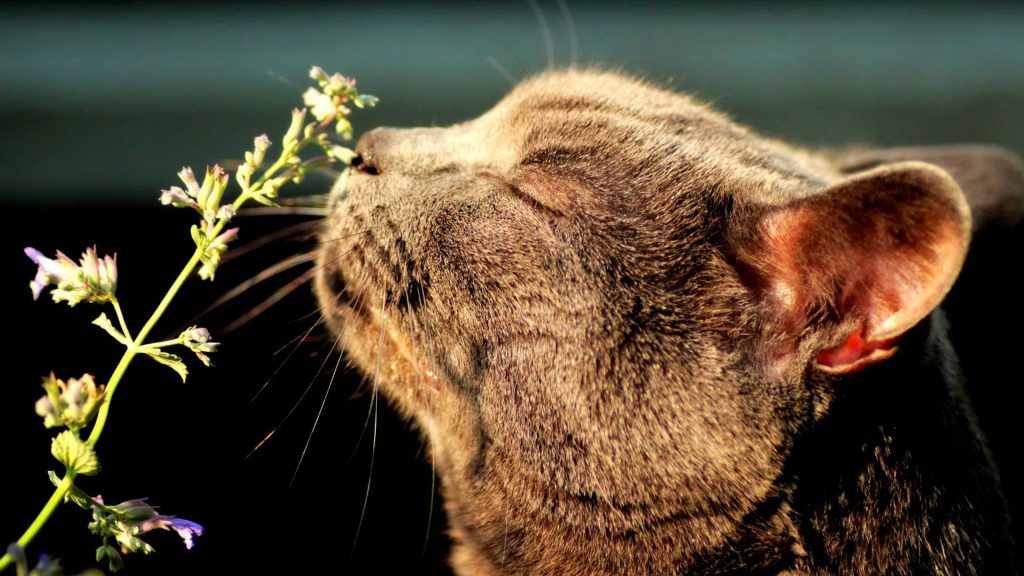 Лекарства от кашля у кошек