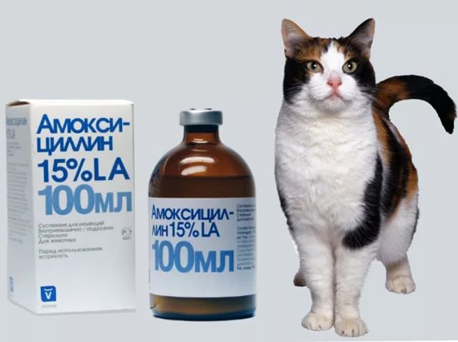 Таблетки от кашля для котов