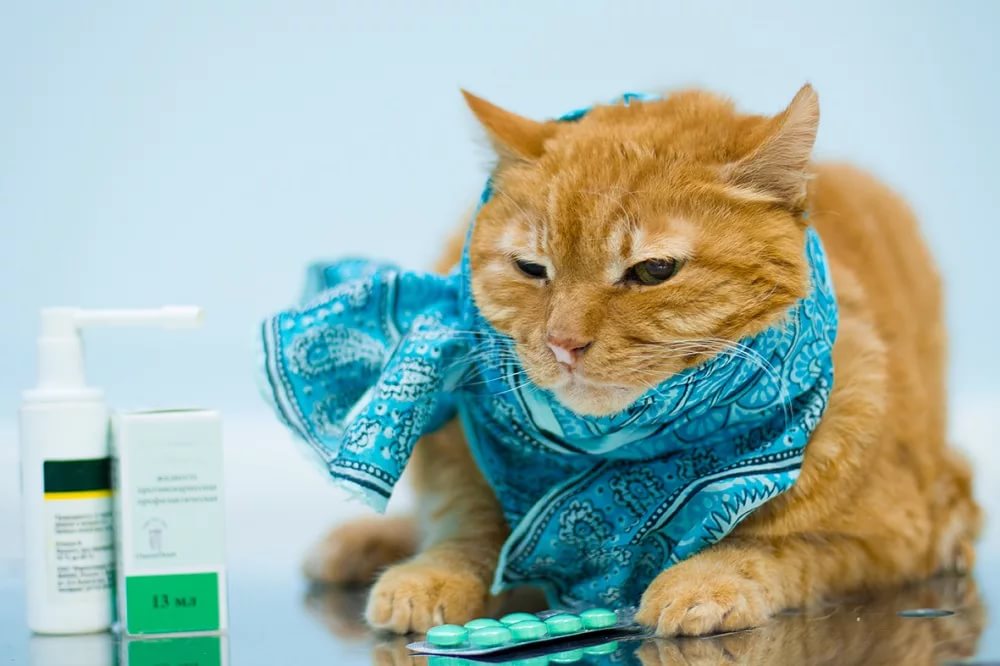 Лекарства от кашля у кошек