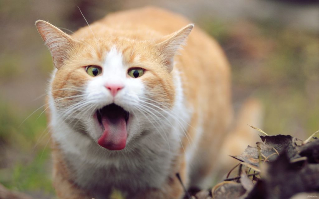 Что давать кошке от кашля из человеческих лекарств
