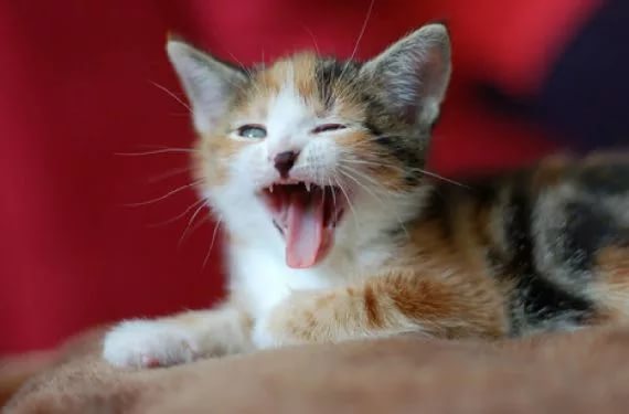 Сколько дней кошка кричит когда хочет кота