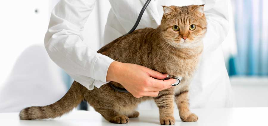 кот у врача