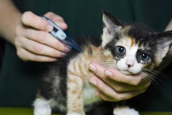 Что давать кошке от кашля из человеческих лекарств