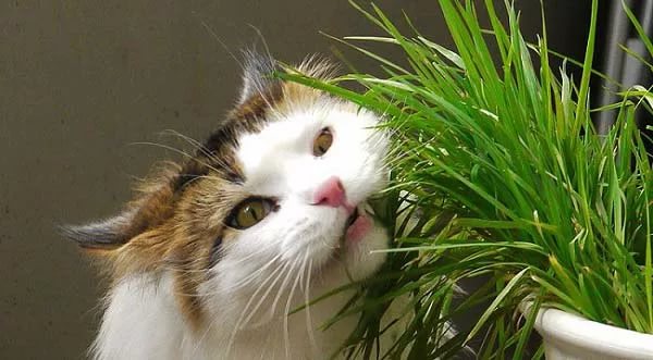 Какие семена травы для кошки