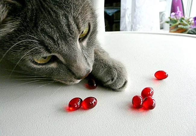 Безвкусное лекарство от кашля коту