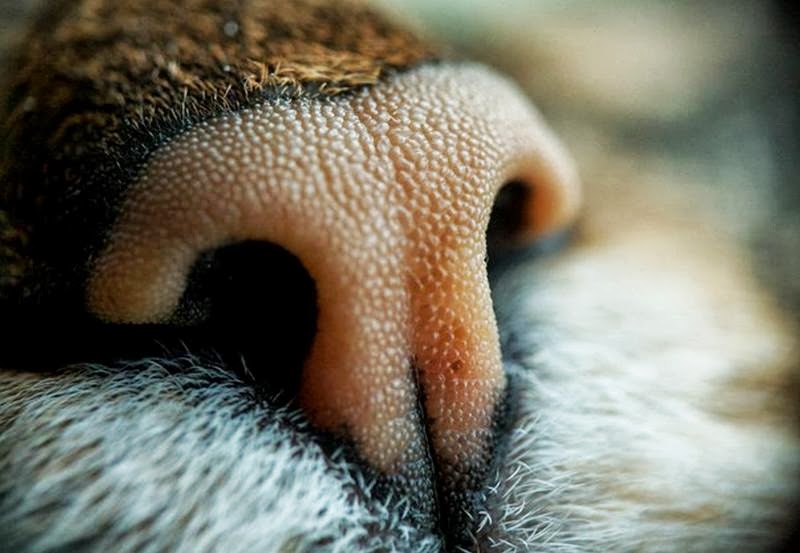 Эталон кошачьего носа