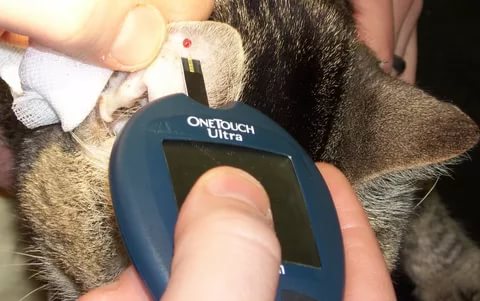 Диабет у кошки