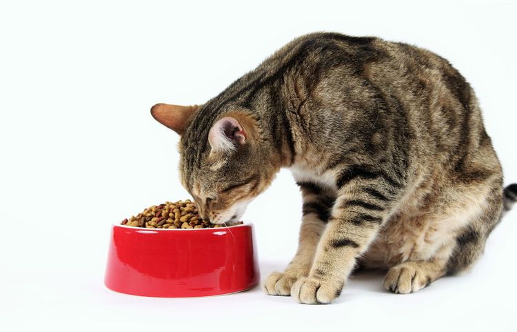 Плохой корм - причина перхоти у кошек
