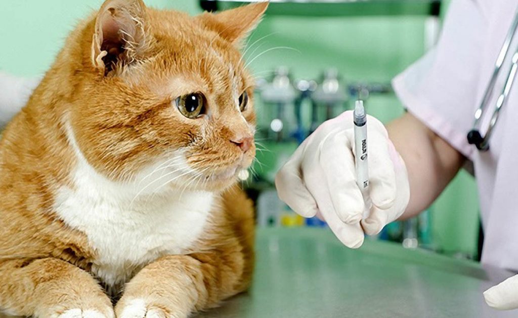 лечение кошек