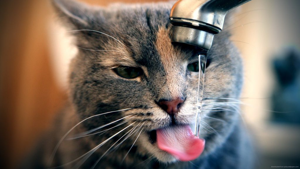Кошки любят чистую воду