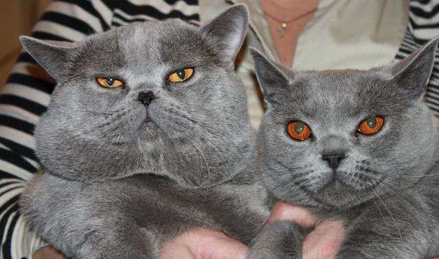 Слева - кот, справа - кошка