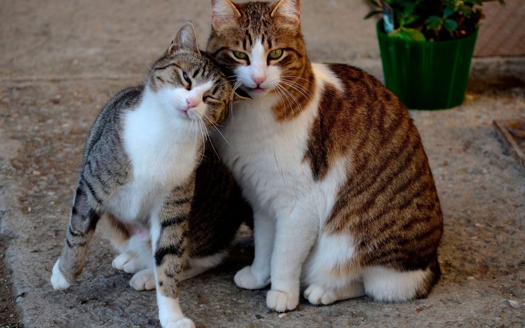 Кошка и кот