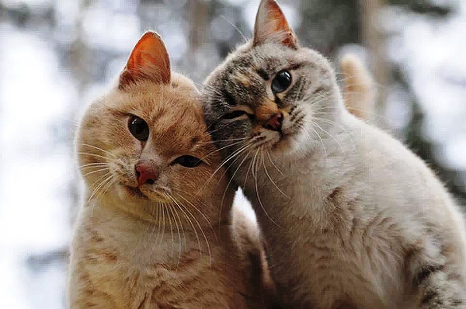 кот и кошка