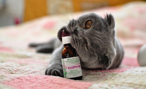 котик пьет валерьянку