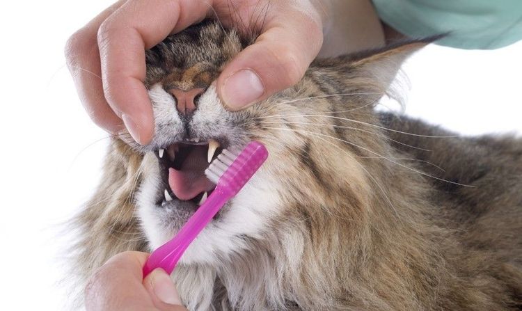 Чистка зубов кота