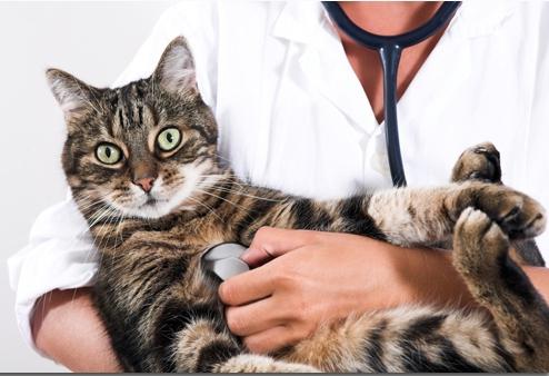 Кот у ветеринара гликопин