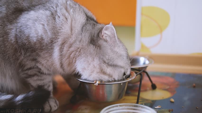Кошка ест